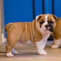 Chiots lof bulldog  a réserver.