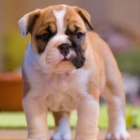 Chiots lof bulldog  a réserver. #2