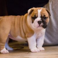 Chiots lof bulldog  a réserver. #3