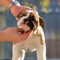 Chiots lof bulldog  a réserver. #4