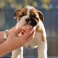 Chiots lof bulldog  a réserver. #5