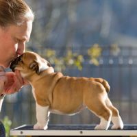 Chiots lof bulldog  a réserver. #6