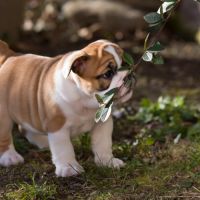 Chiots lof bulldog  a réserver. #7