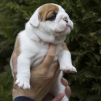 Chiots lof bulldog  a réserver.