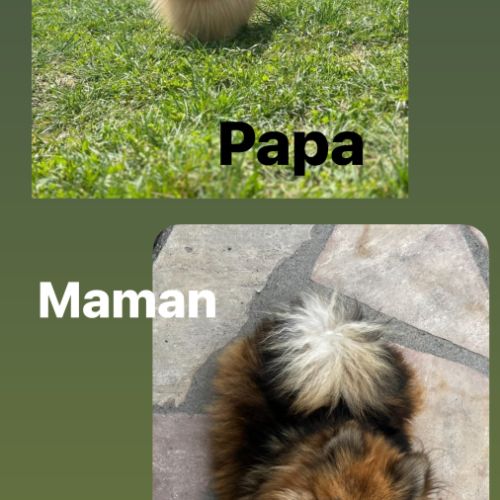 Femelles spitz nain issues de parents lof russes #0