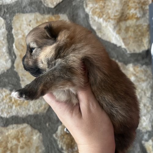 Femelles spitz nain issues de parents lof russes #4