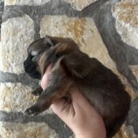 Femelles spitz nain issues de parents lof russes #2