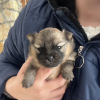 Femelles spitz nain issues de parents lof russes #3