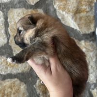 Femelles spitz nain issues de parents lof russes #4