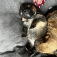 Femelles spitz nain issues de parents lof russes #5