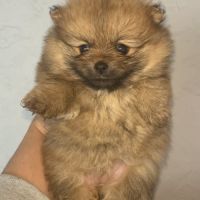 Femelles spitz nain issues de parents lof russes