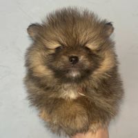 Femelles spitz nain issues de parents lof russes #3