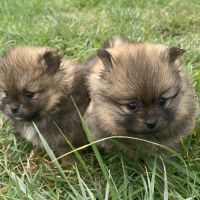 Femelles spitz nain issues de parents lof russes #4