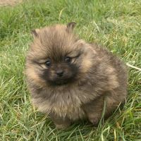 Femelles spitz nain issues de parents lof russes #5