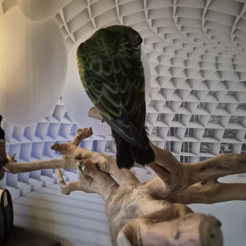 Perroquet de jardines élevé main 6 mois #1