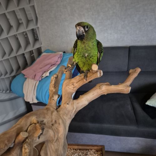 Perroquet de jardines élevé main 6 mois #2