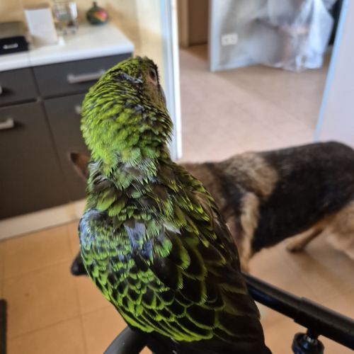 Perroquet de jardines élevé main 6 mois #5