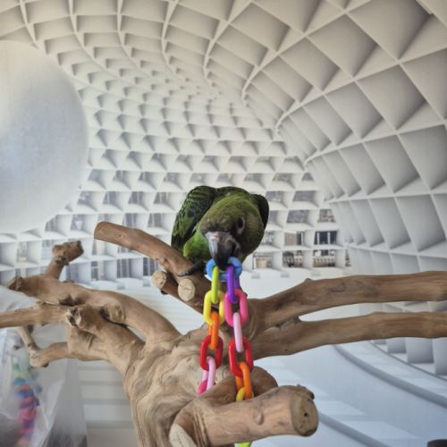 Perroquet de jardines élevé main 6 mois #8