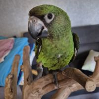 Perroquet de jardines élevé main 6 mois #3