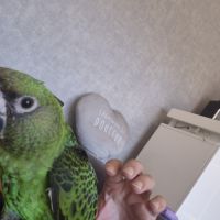 Perroquet de jardines élevé main 6 mois #4