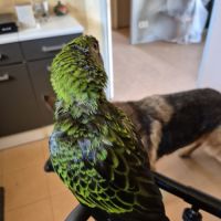 Perroquet de jardines élevé main 6 mois #5