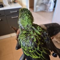 Perroquet de jardines élevé main 6 mois #6