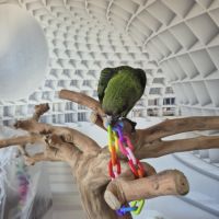 Perroquet de jardines élevé main 6 mois #7