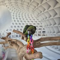 Perroquet de jardines élevé main 6 mois #8