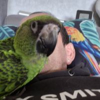 Perroquet de jardines élevé main 6 mois