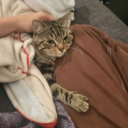 Awaxe jeune chat aussi beau que câlin #1