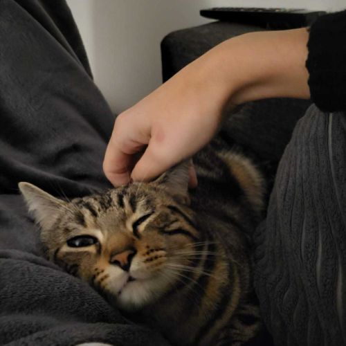 Awaxe jeune chat aussi beau que câlin #2