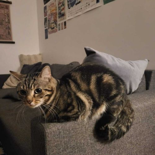 Awaxe jeune chat aussi beau que câlin #5