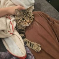 Awaxe jeune chat aussi beau que câlin #1