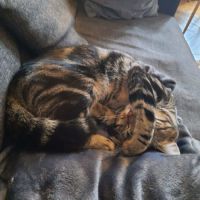 Awaxe jeune chat aussi beau que câlin #4