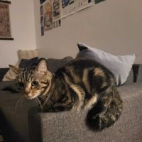 Awaxe jeune chat aussi beau que câlin #5