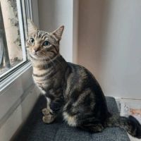 Awaxe jeune chat aussi beau que câlin #6