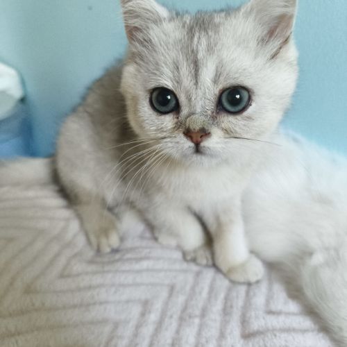 Chatons british shorthair #1