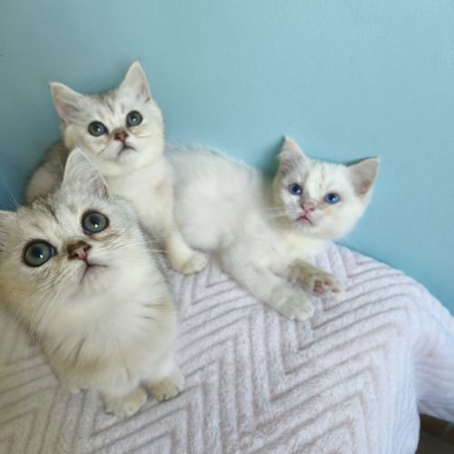 Chatons british shorthair #3