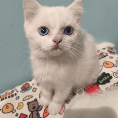 Chatons british shorthair #4