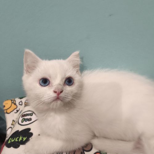 Chatons british shorthair #8