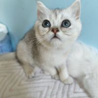 Chatons british shorthair #2