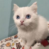 Chatons british shorthair