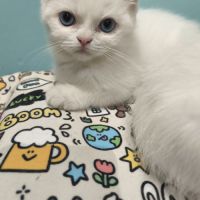 Chatons british shorthair #6