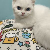 Chatons british shorthair #7
