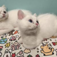 Chatons british shorthair #9