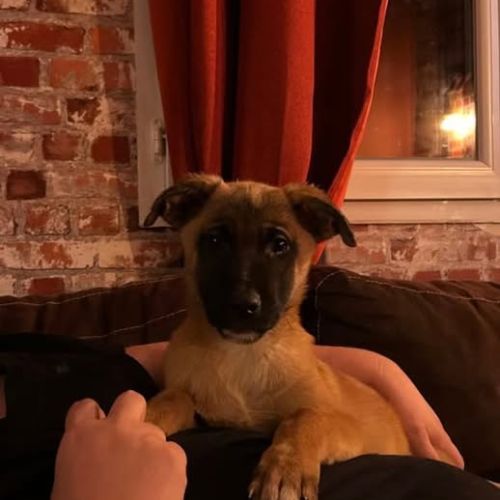 Chien rosa à l adoption #0