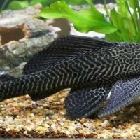 Grand pleco xl