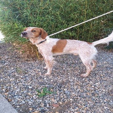 Chien mars à l adoption #0