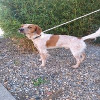 Chien mars à l adoption