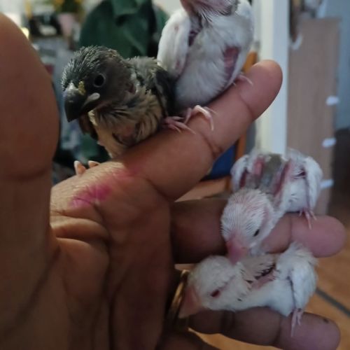 Paddas java mutation bébé #1